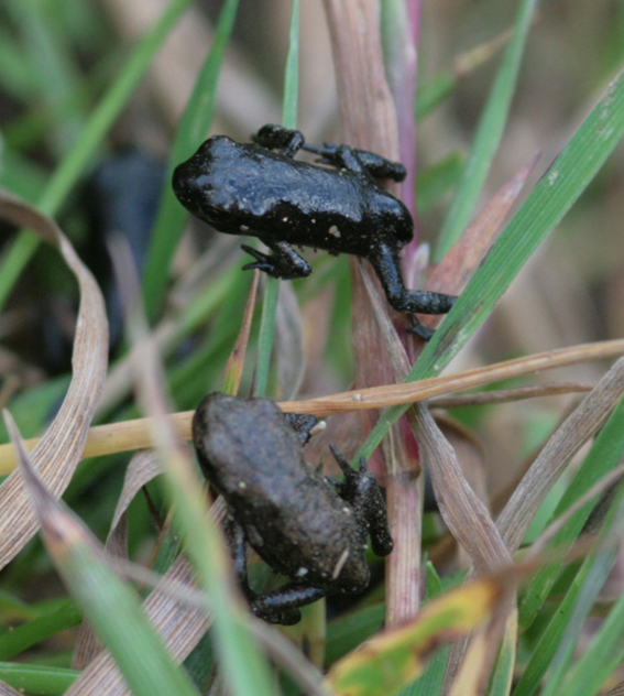 aiuto identificazione rana di montagna - rospo Bufo bufo